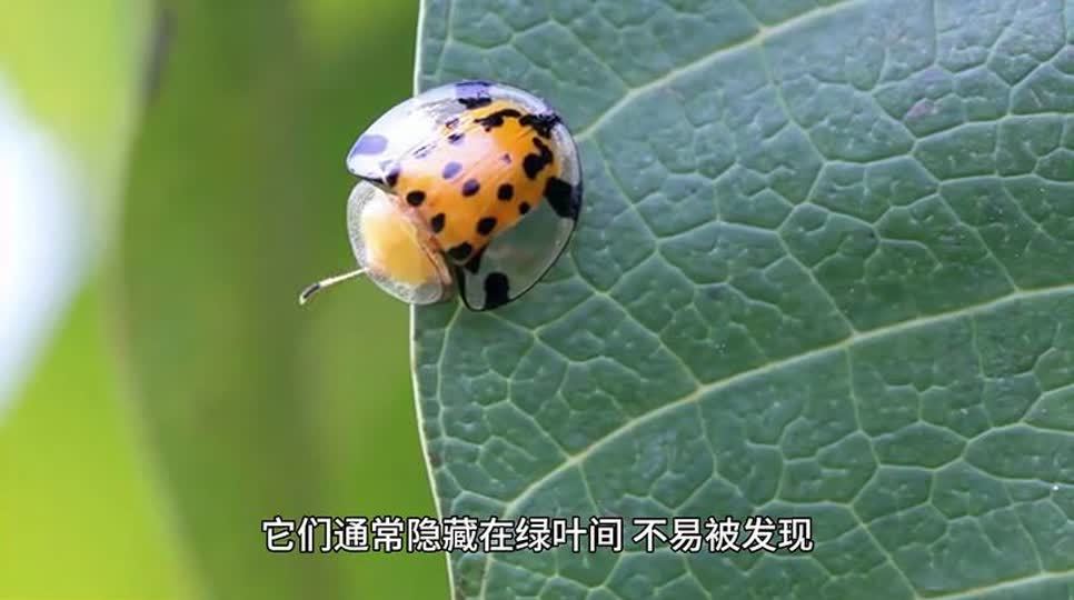 什么消灭蚜虫最快最有效