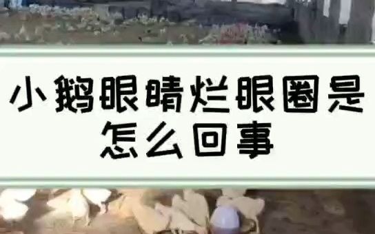 烂鸡眼最有效的药(01/29更新)