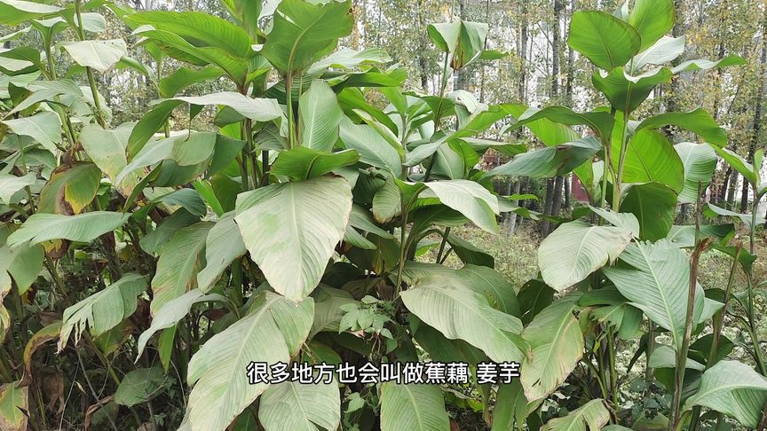 芭蕉芋的功效与作用