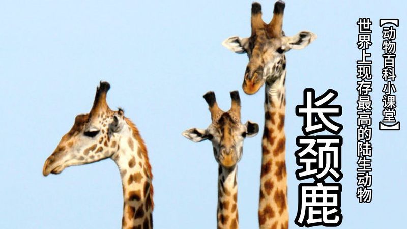 长颈鹿的脖子为什么这么长