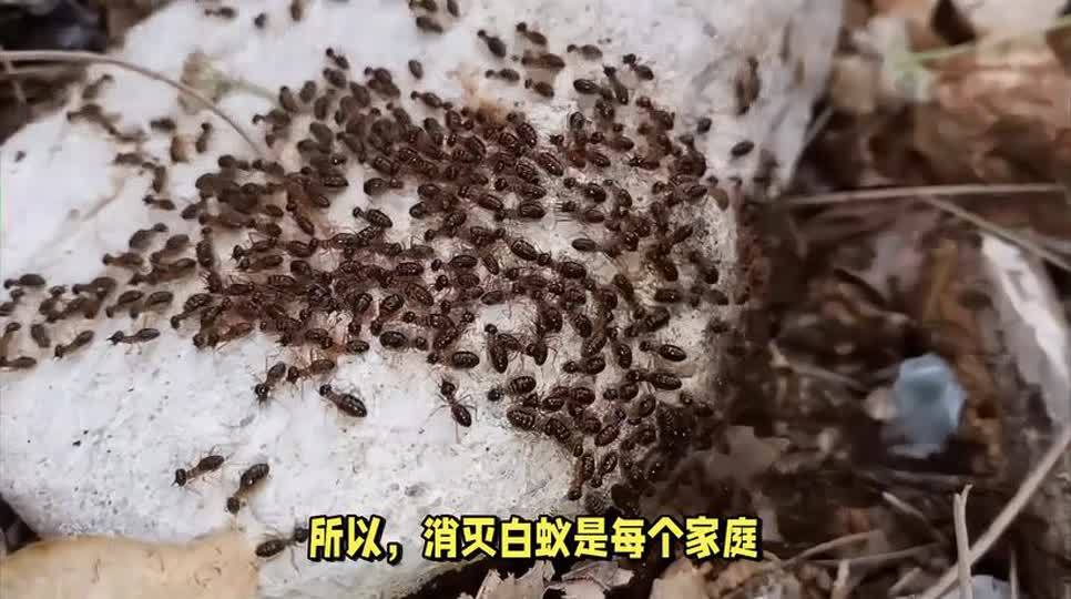 白蚁咋样消灭最有效呢(01/04)