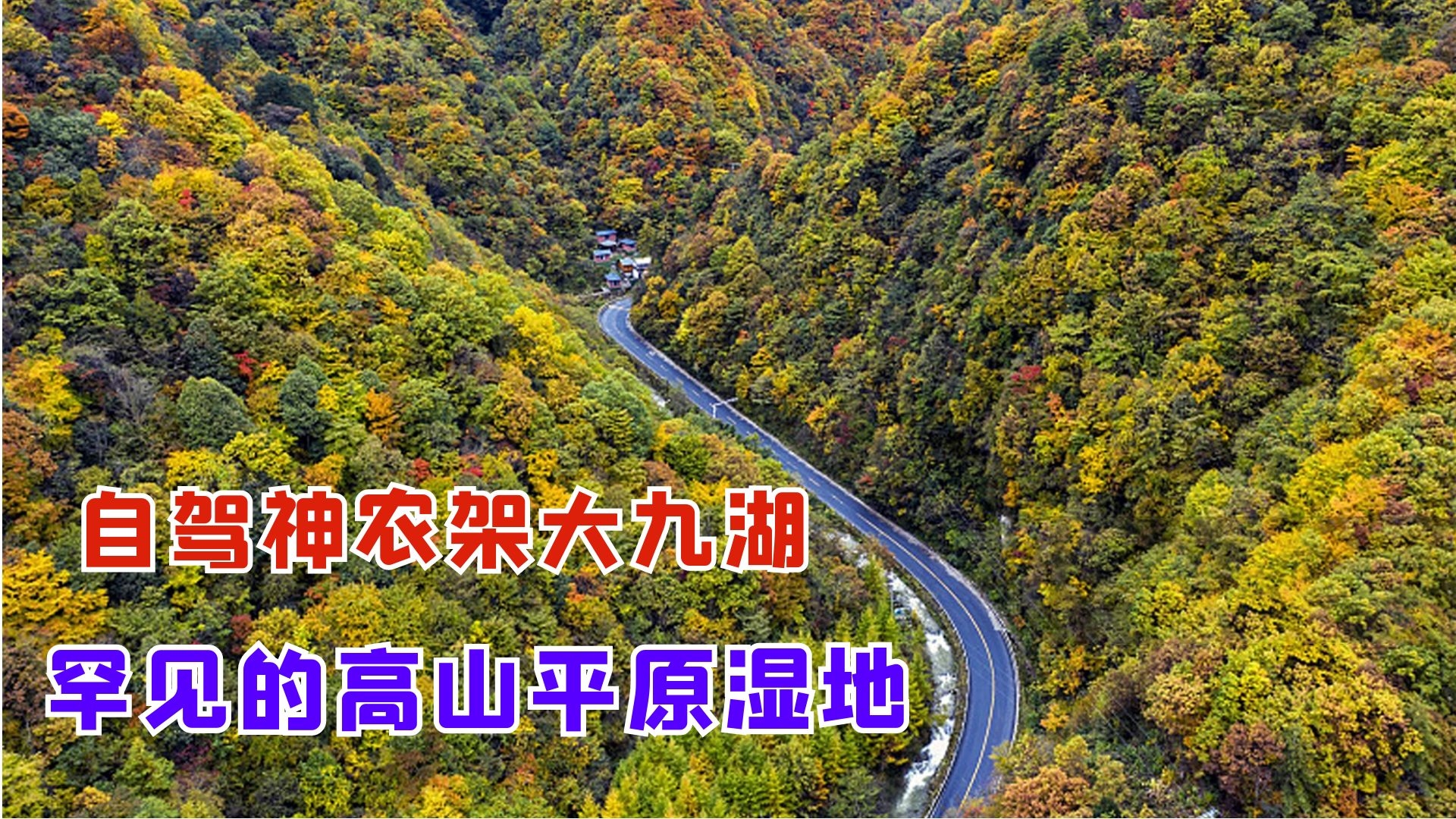 神农架作为自然保护区，有哪些珍稀动植物可以观赏？