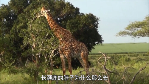 长颈鹿脖子长的原因是什么