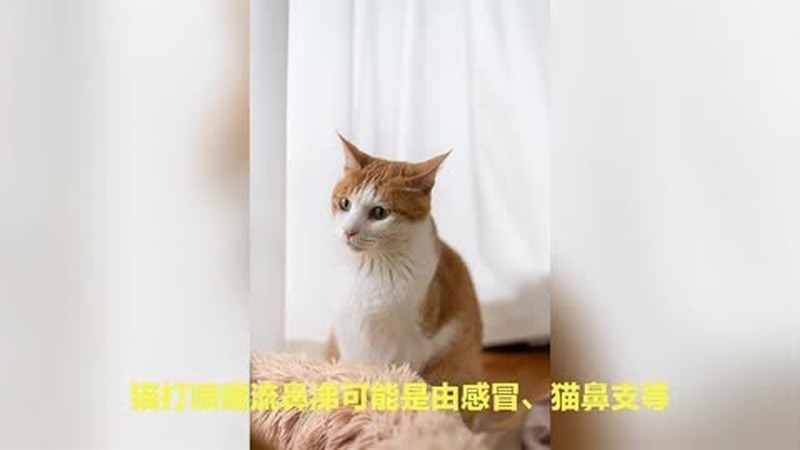 猫咪打喷嚏还能吃什么药