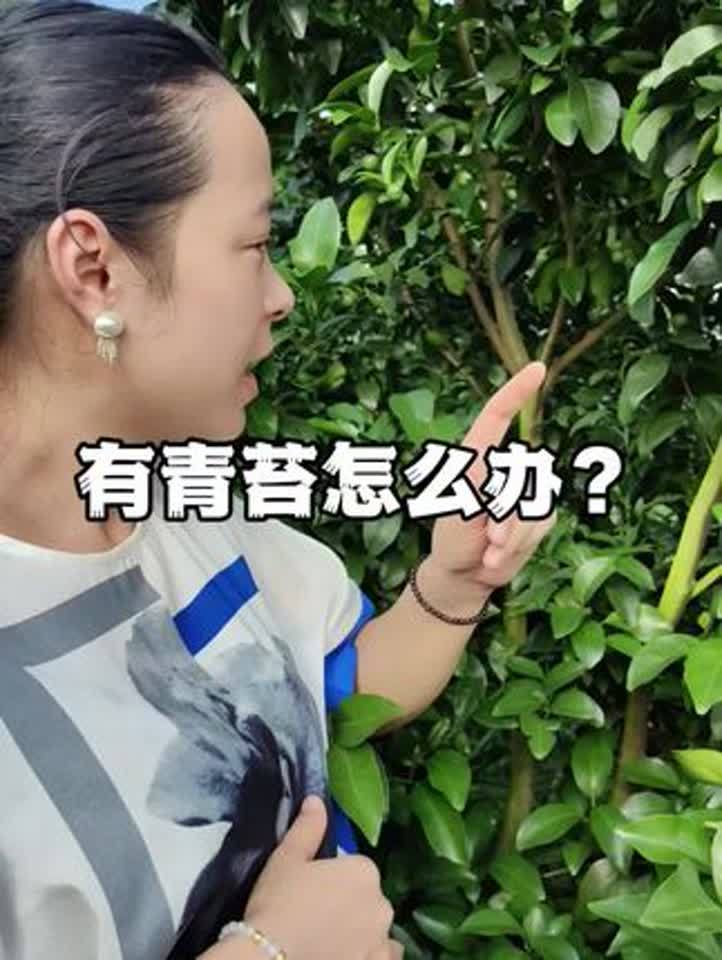 青苔最有效的处理办法(02/08更新)