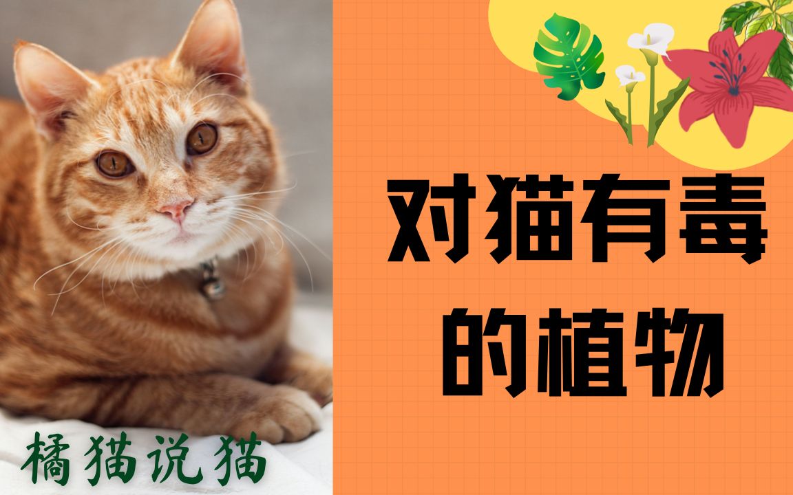 猫咪吃什么植物会有危险？