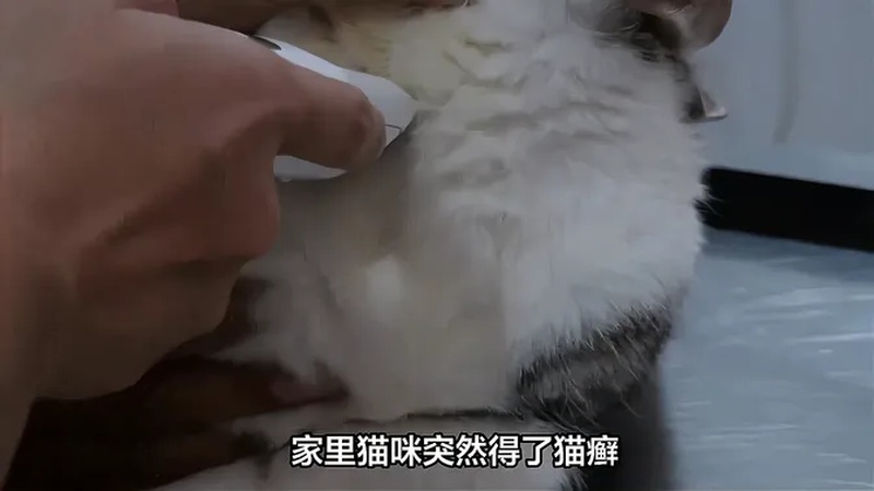 猫得猫廯怎么治疗(猫得癣吃什么药（人用的药）)