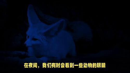 动物的眼睛晚上为什么会发光