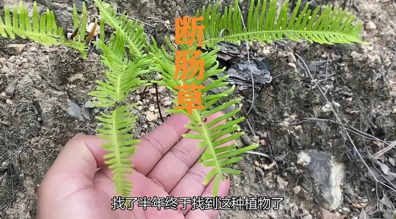 断肠草有什么作用？(断肠草可以治什么病?)