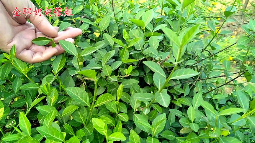 扶芳藤的功效与作用