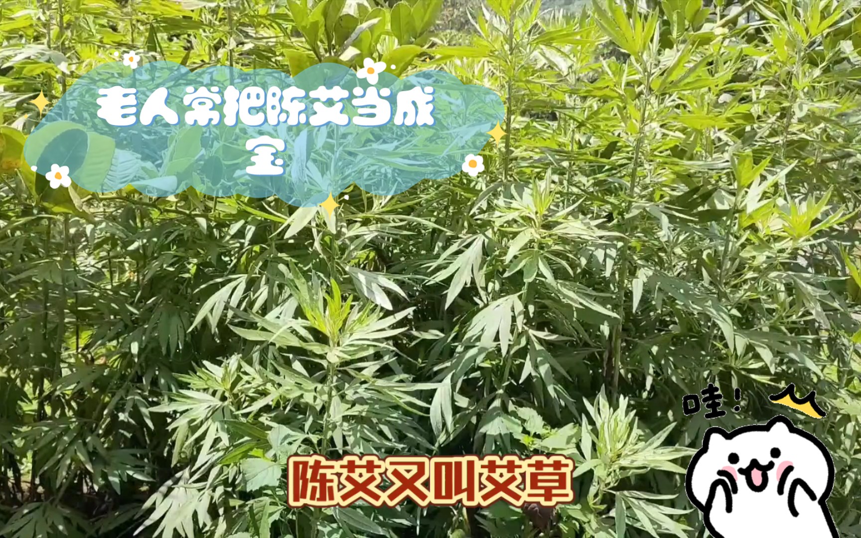 陈艾的功效与作用(02/13更新)