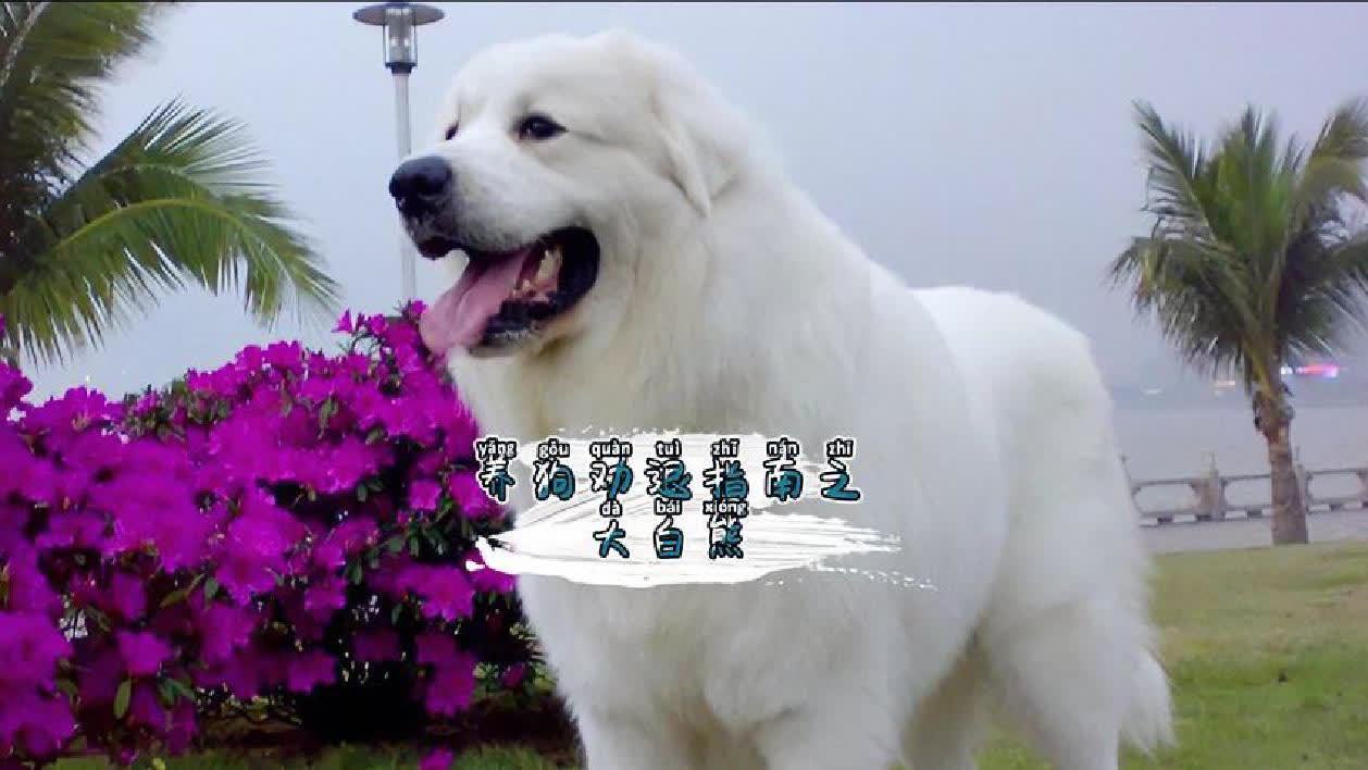 小白熊犬能长多大？