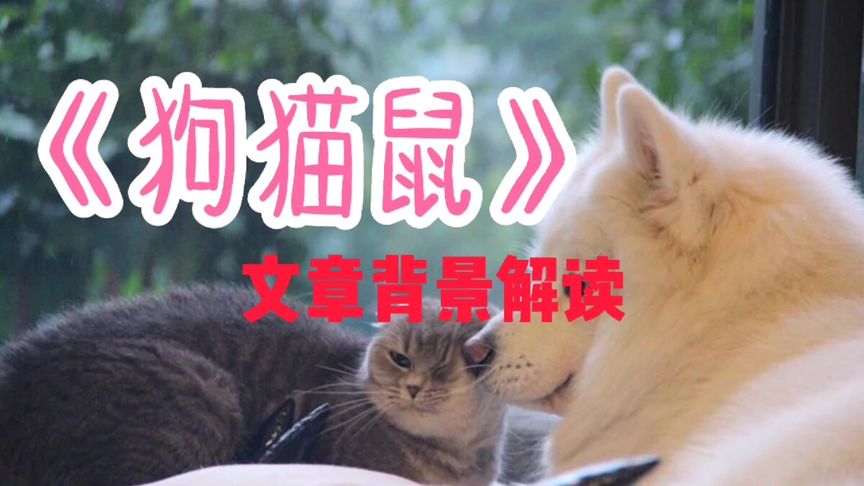 狗猫鼠句子赏析