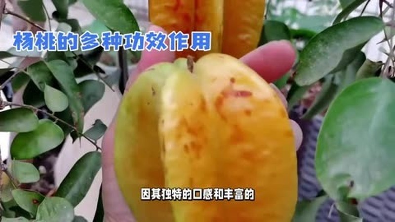 杨桃的功效与作用(01/12)