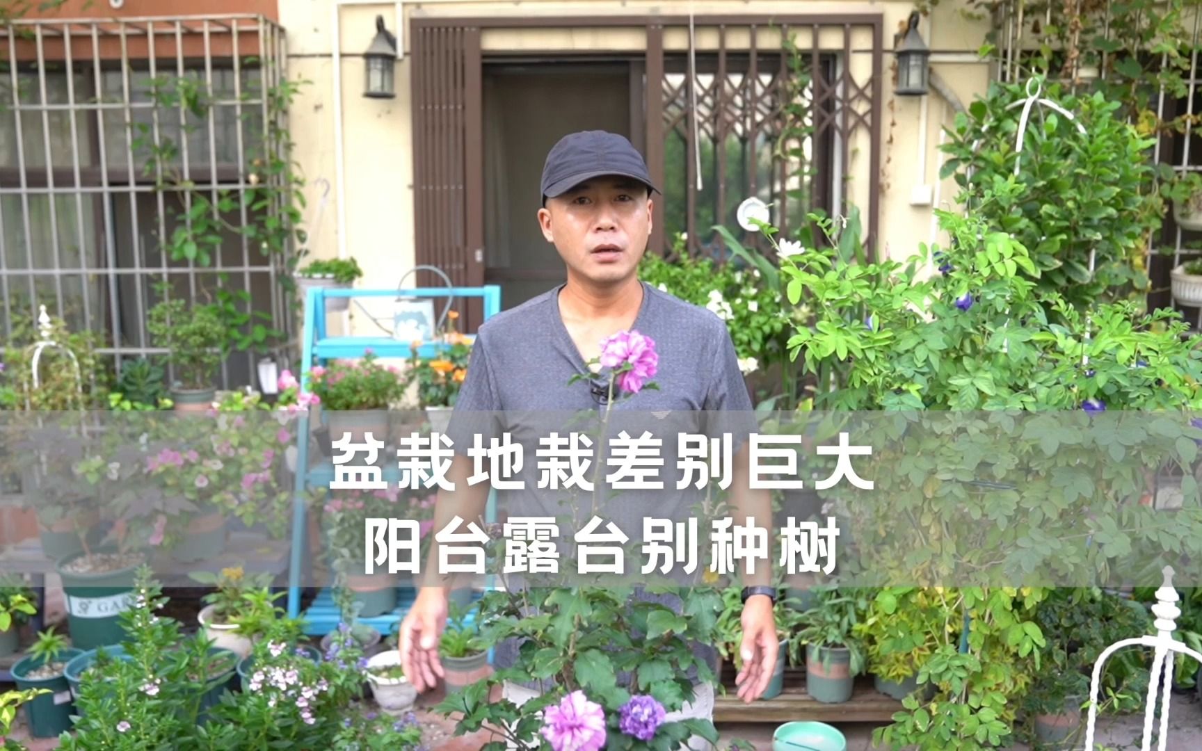 露台种什么植物最有效