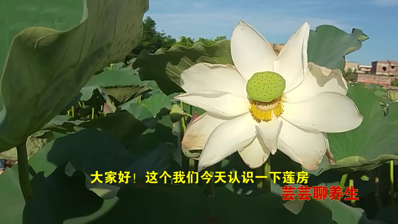 怀孕小便尿血怎么治疗(小便出血怎么治疗，请教教？)