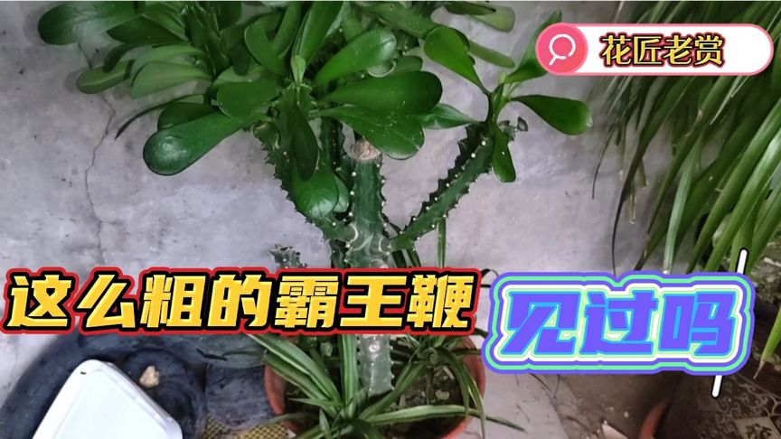 霸王鞭植物作用