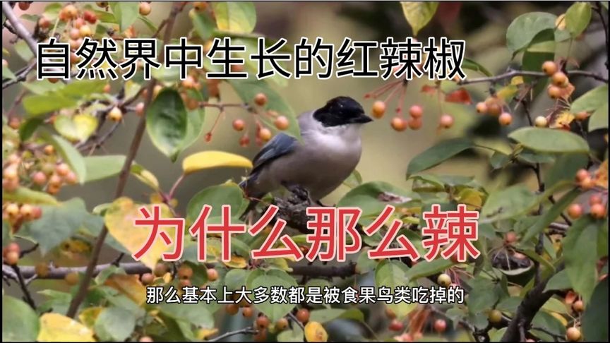 红辣椒为什么红色？