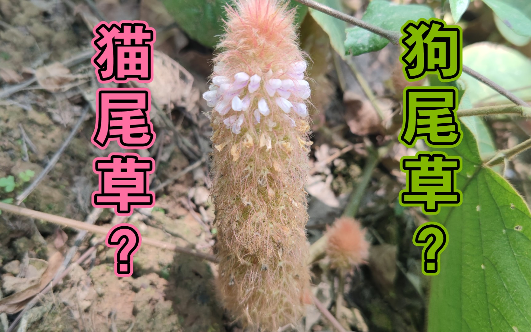 狸尾草的功效作用(03/23更新)