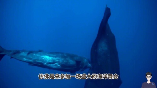 须鲸的观后感