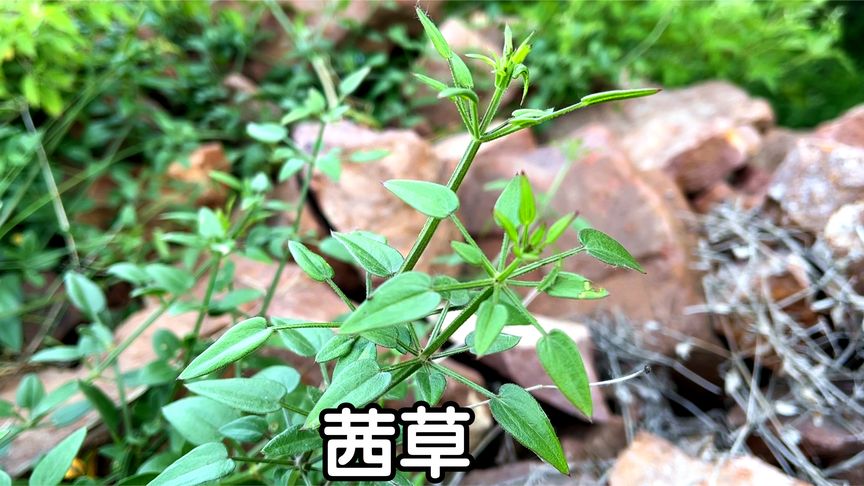 茜草的功效是什么(有一种植物叫做“茜草”我想知道它真的能治..)