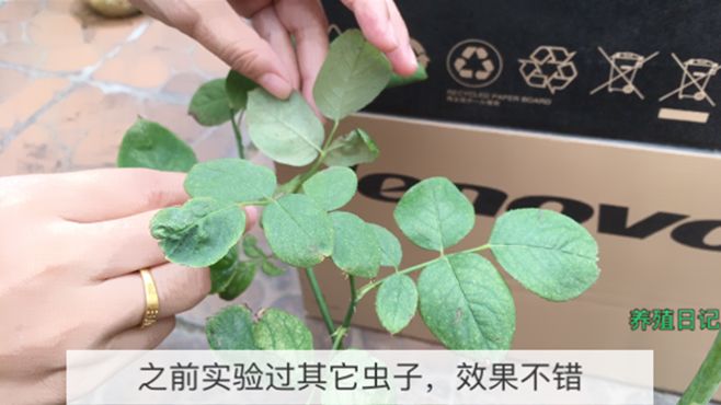 什么办法杀花虫最有效