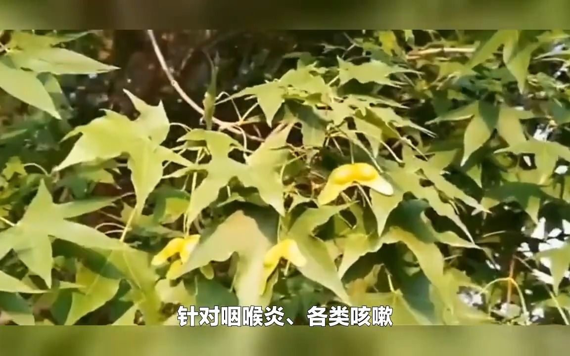 元宝枫籽油作用与功效