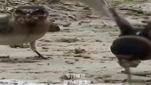 什么地方吃燕子？