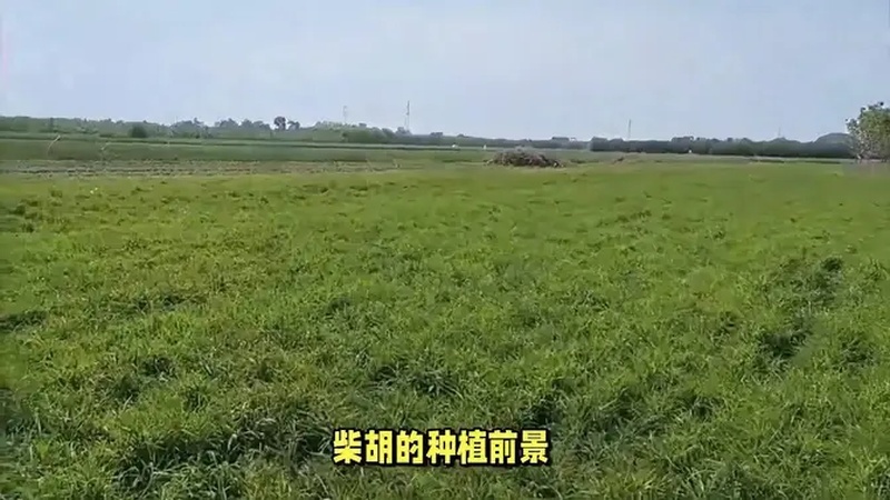 柴胡种植什么时候合适？(春柴胡的作用与功效)