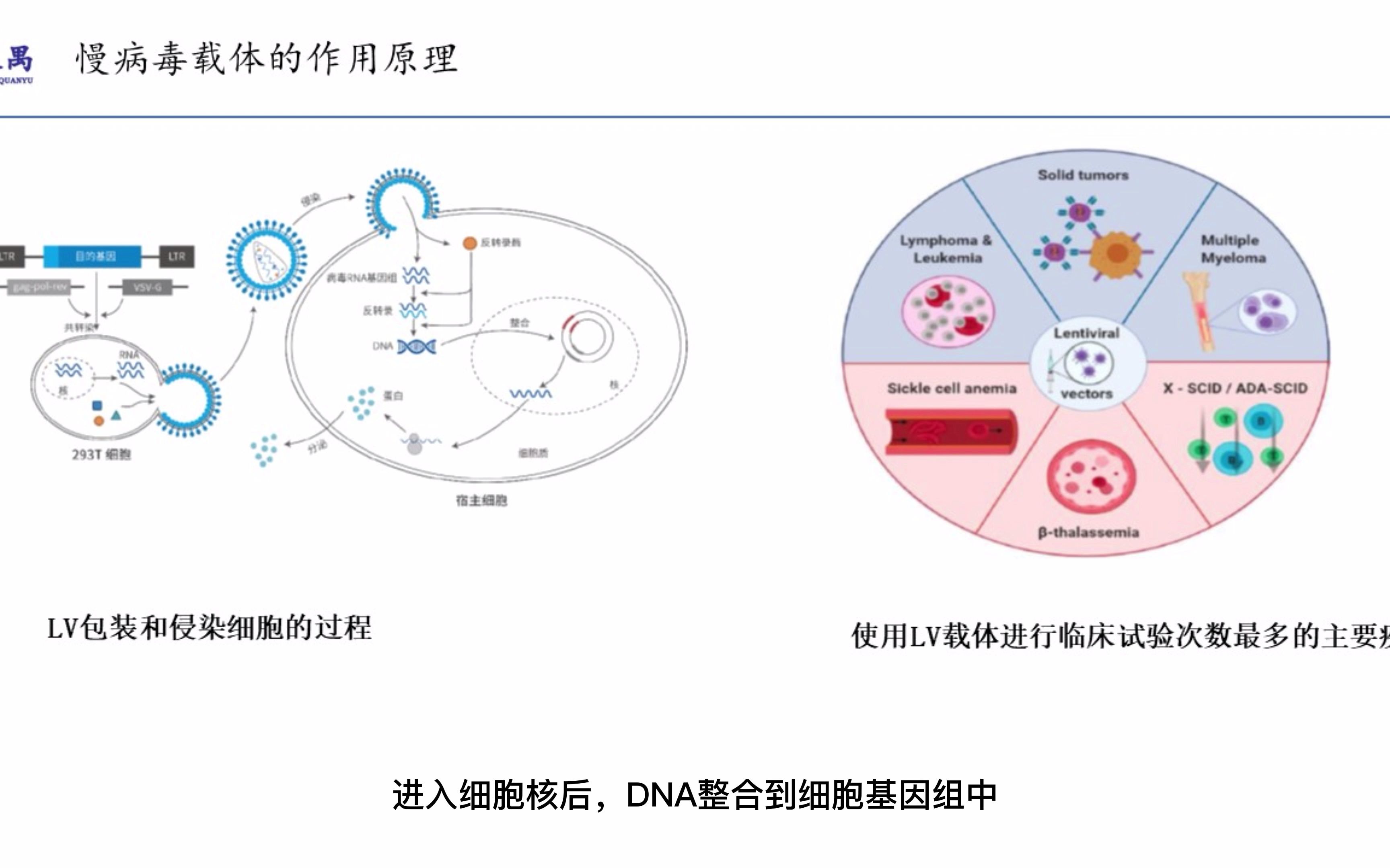 基因治疗的步骤