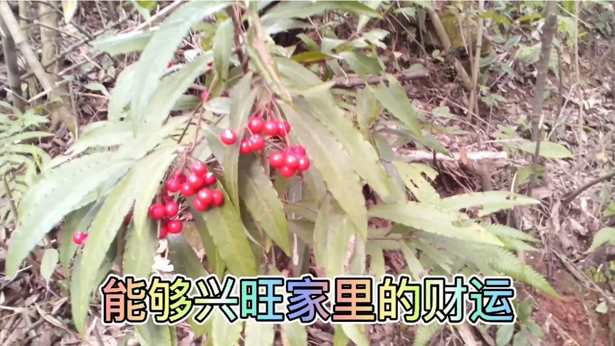 金玉满堂的寓意和象征(07/05更新)