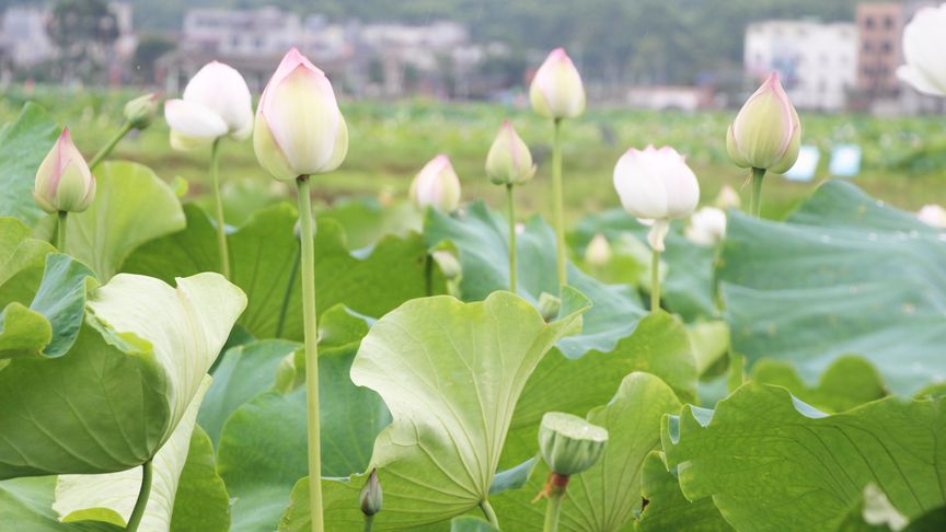 夏天除了荷花,还开什么花?