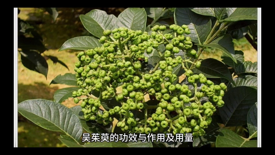 制吴茱萸的功效与作用(01/24更新)