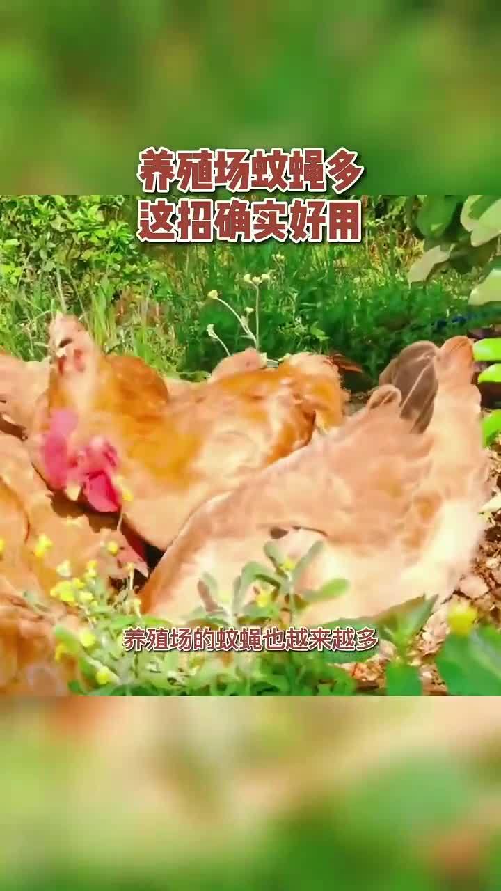 养殖驱蚊蝇最有效的方法？