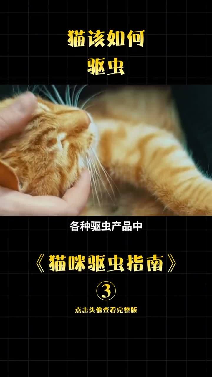 猫猫除虫多久一次