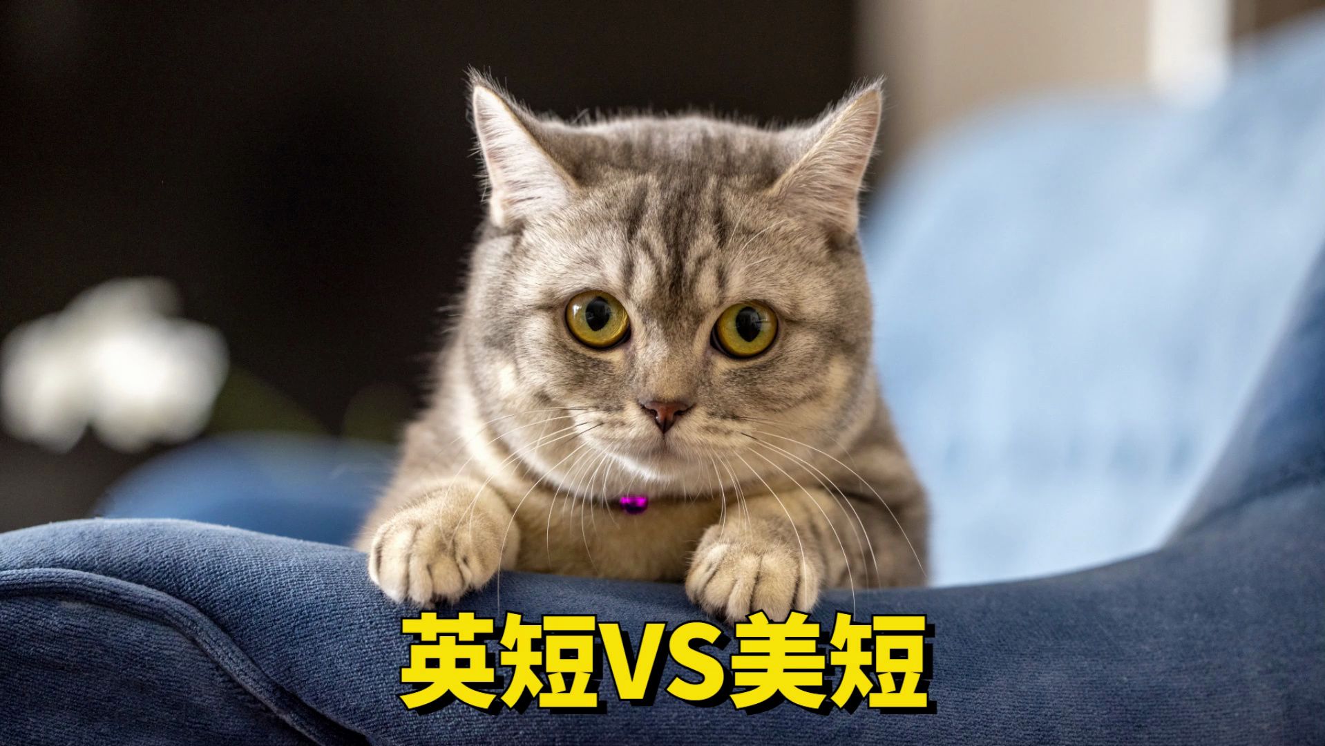 英短和美短的区别(06/27更新)