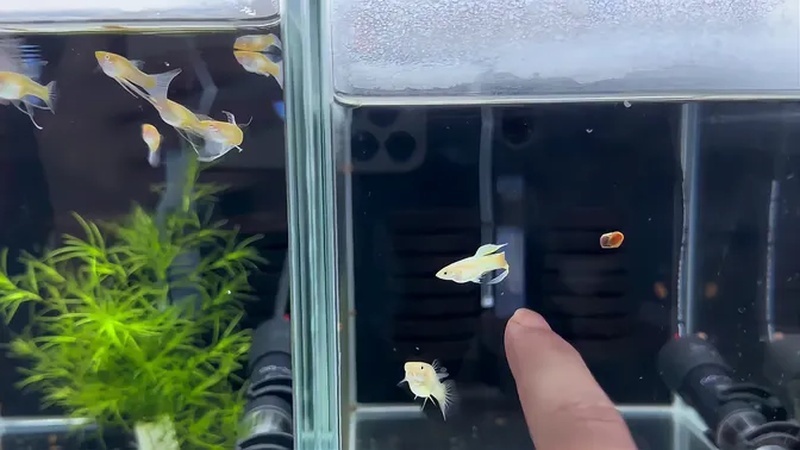 孔雀鱼多久换一次水
