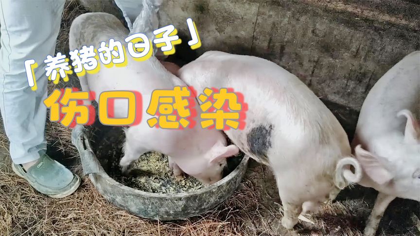 怎么样治疗小猪破伤风(03/06更新)