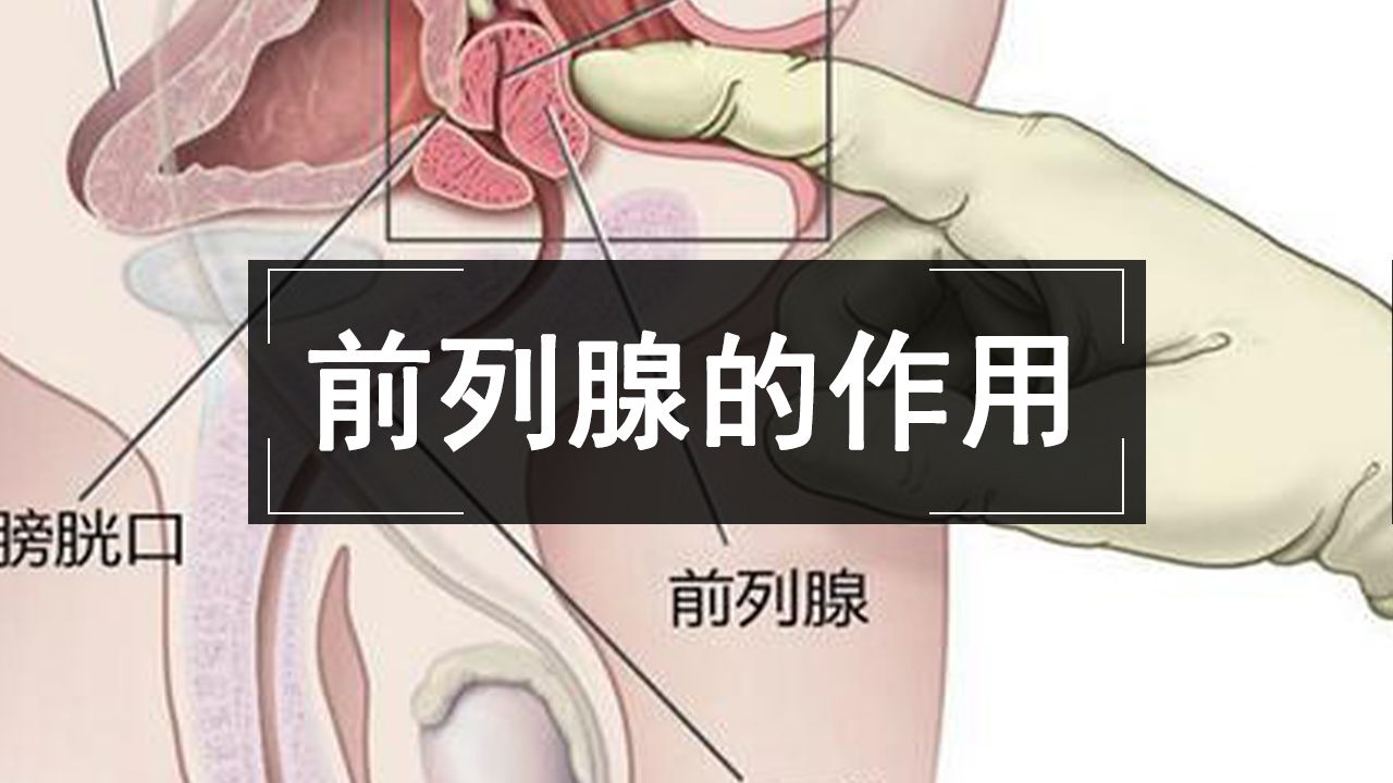 前列腺的作用和功能是什么