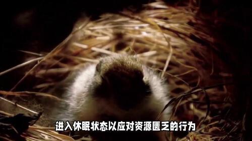 哪些动物需要冬眠