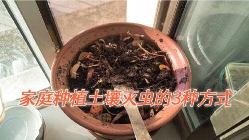 泥土怎么灭虫最有效果(02/26更新)