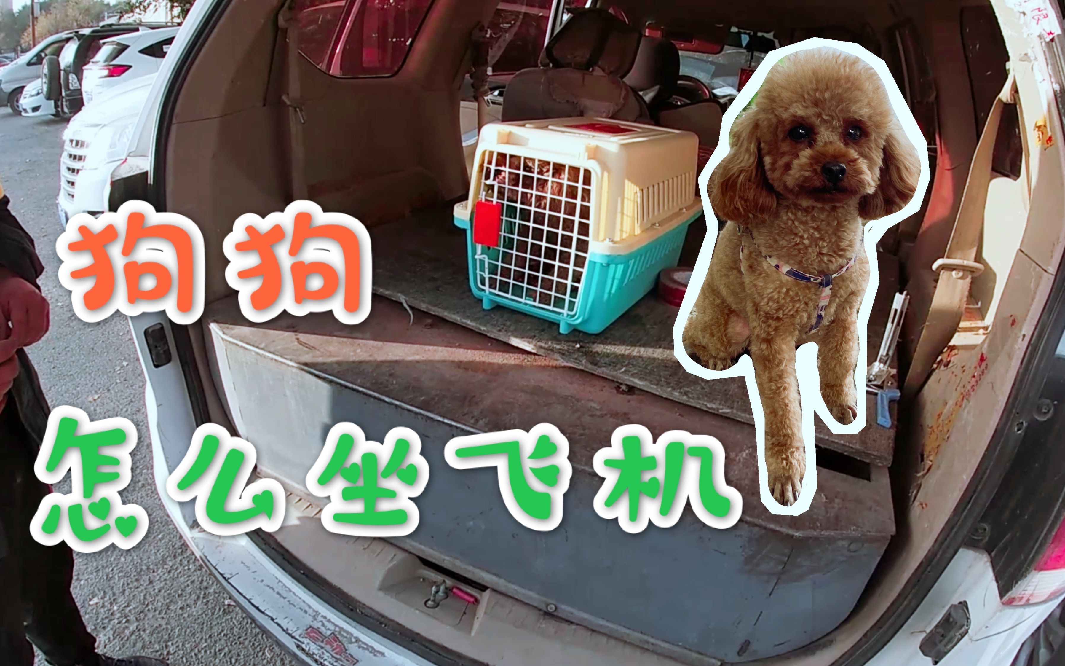 宠物怎么坐火车怎么收费