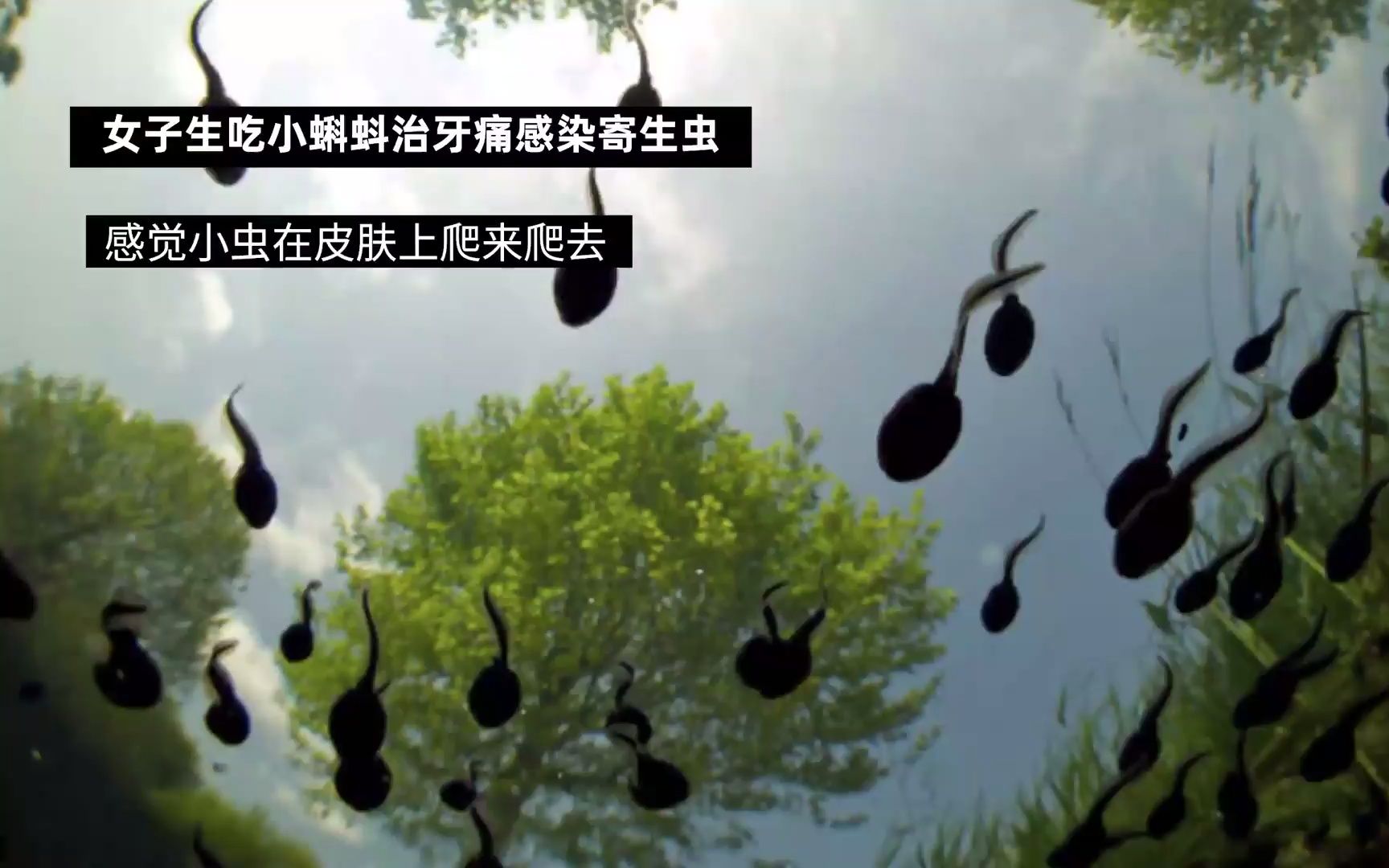 蝌蚪怎么吃治疗皮肤病(皮肤过敏怎么治疗？)